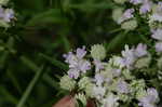 Narrowleaf mountainmint